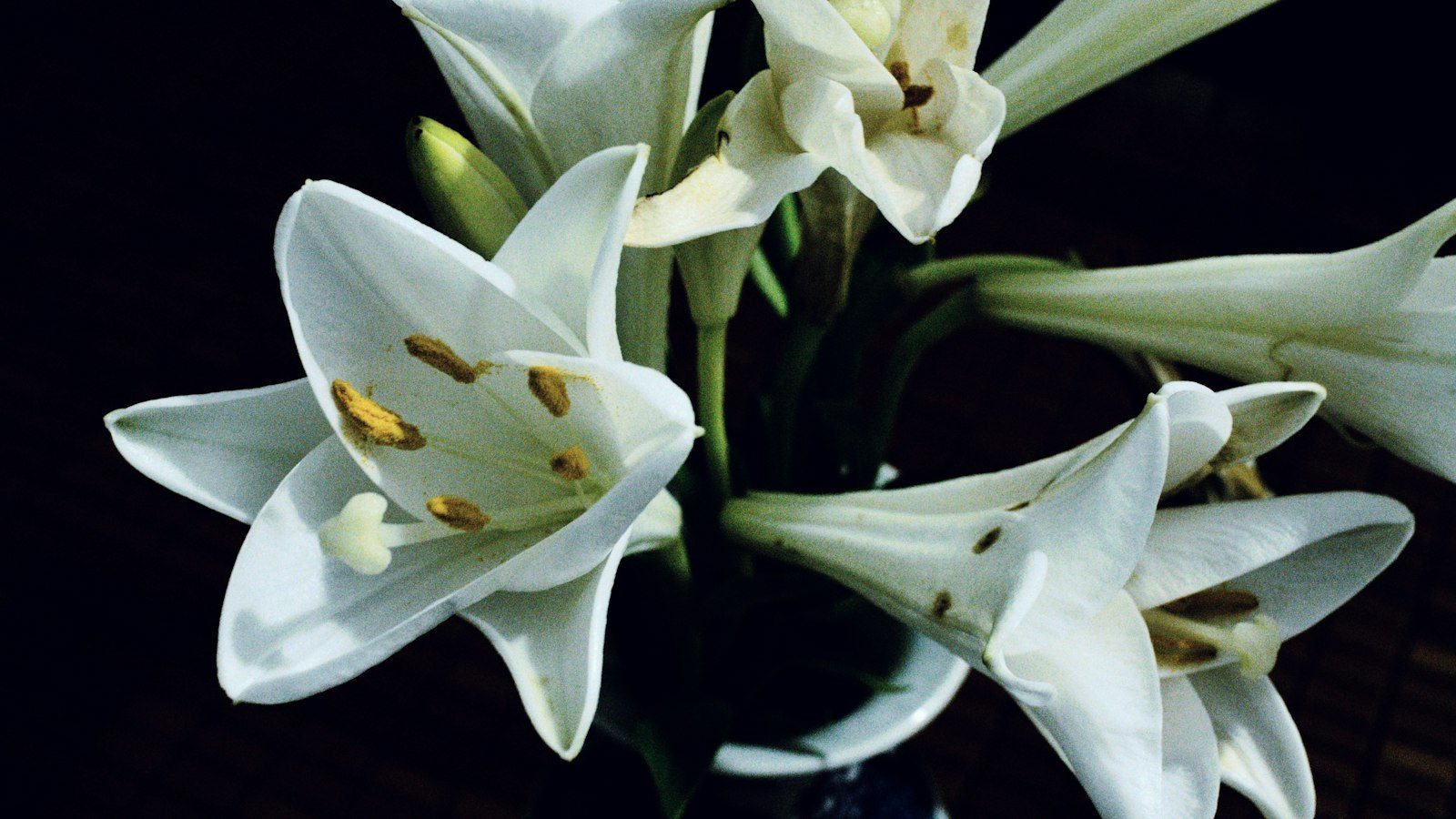 White lilies against a dark background